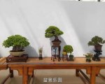 �ڶ����й���СƷ�辰��չ��Ʒȫ��12