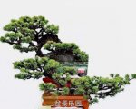 ʽ辰 1