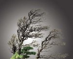 辰 1