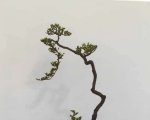 �ڶ����й���СƷ�辰��չ��Ʒȫ��11
