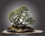 辰 6