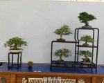 �ڶ����й���СƷ�辰��չ��Ʒȫ��9