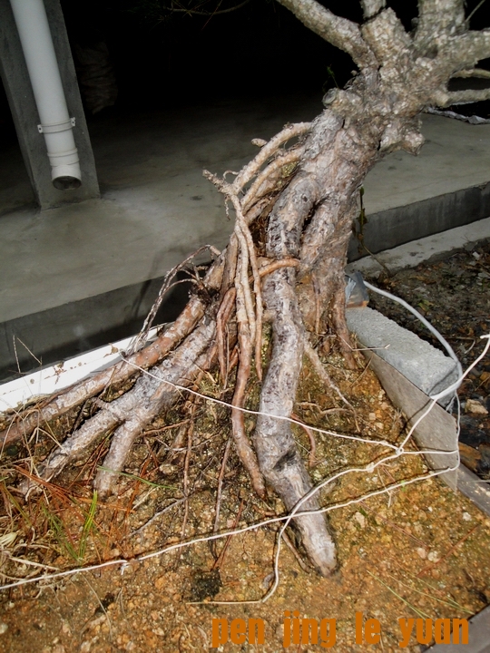DSC07340.JPG