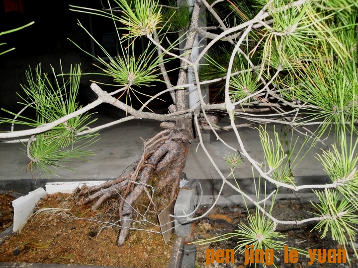 DSC07341.JPG