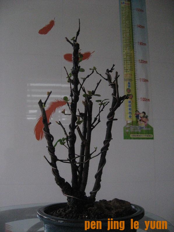 Ƭ 001.jpg