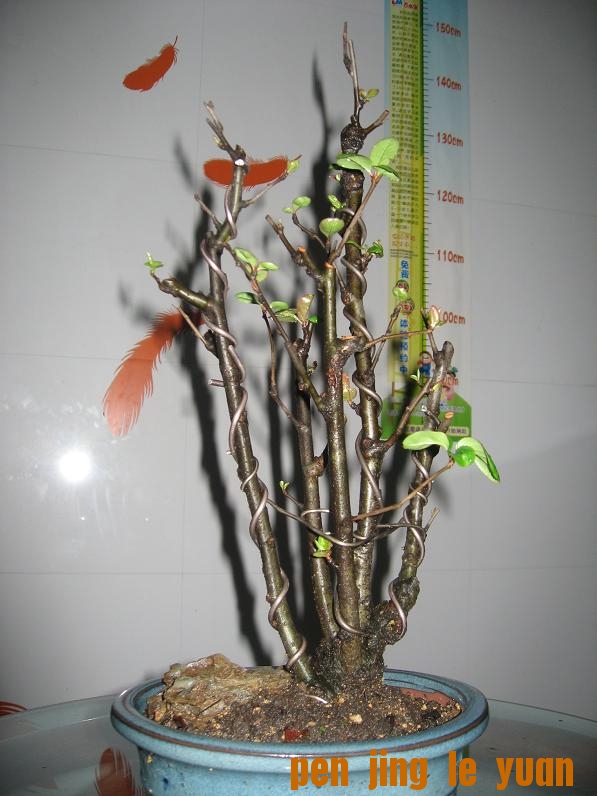 Ƭ 002.jpg