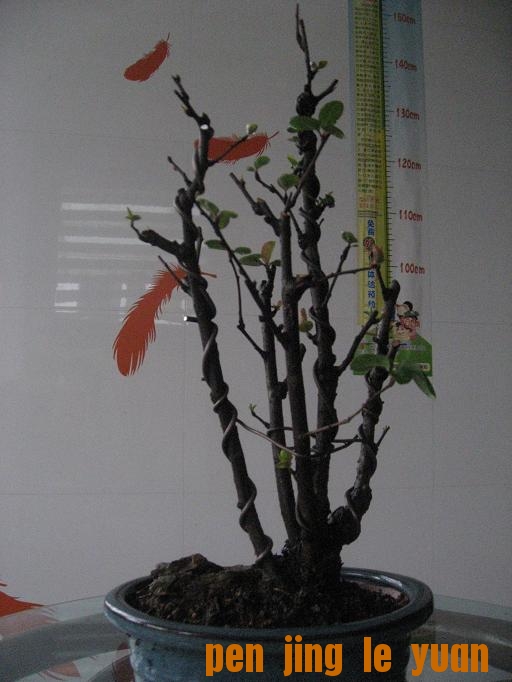Ƭ 003.jpg