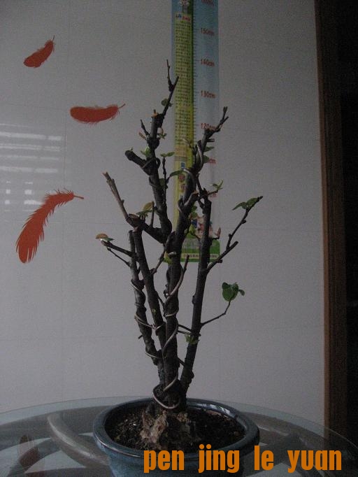 Ƭ 005.jpg