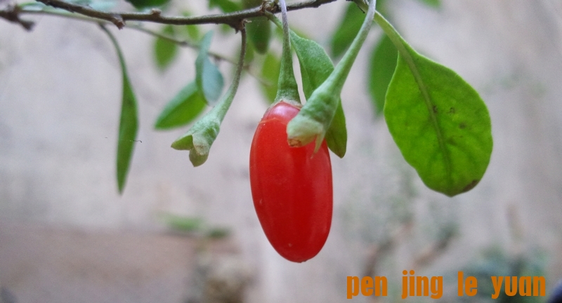 Ƭ0561.jpg