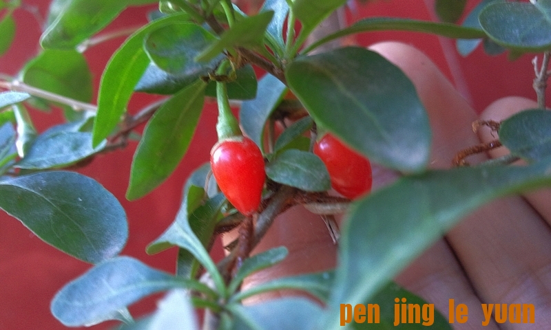 Ƭ0569.jpg