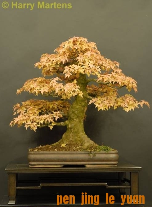 Bonsai van de maand november 2009 Acer buergerianum Harry Martens.jpg