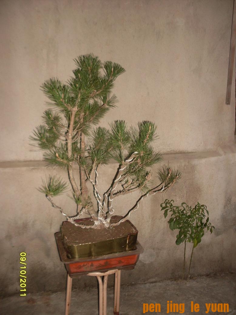 SDC10471.JPG