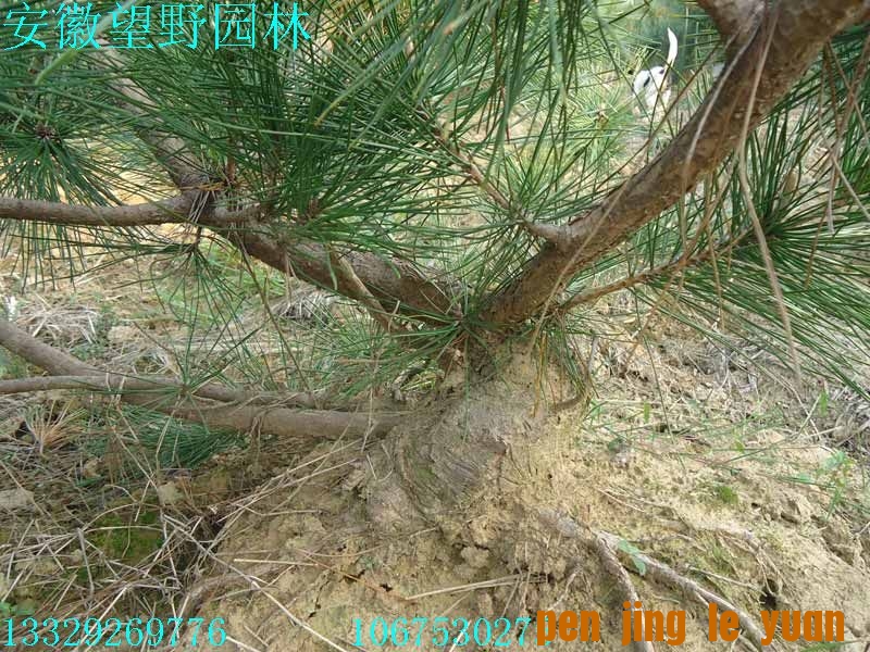 DSC02607.jpg
