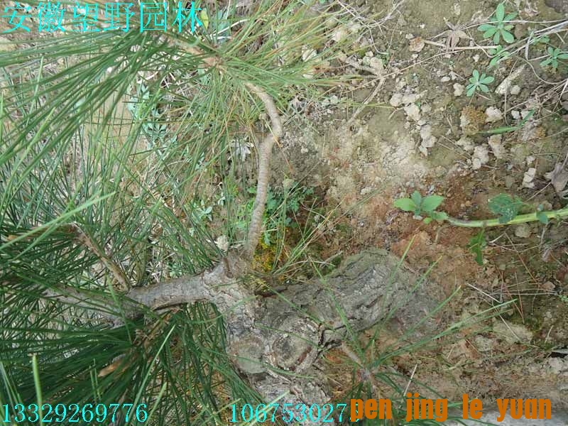 DSC02617.jpg