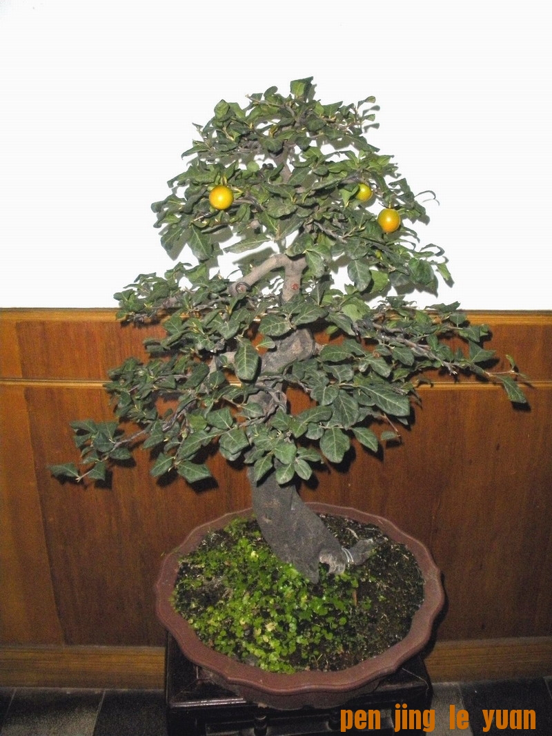 DSCN1202.jpg