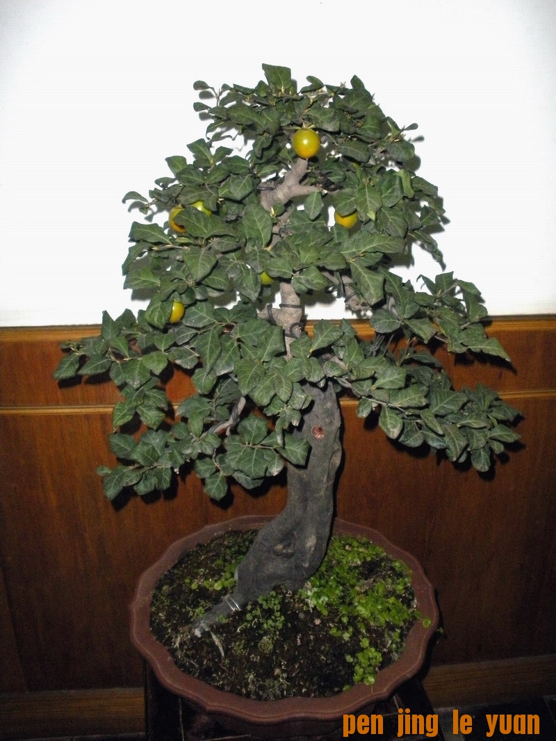 DSCN1203.jpg