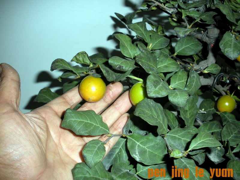 DSCN1204.jpg