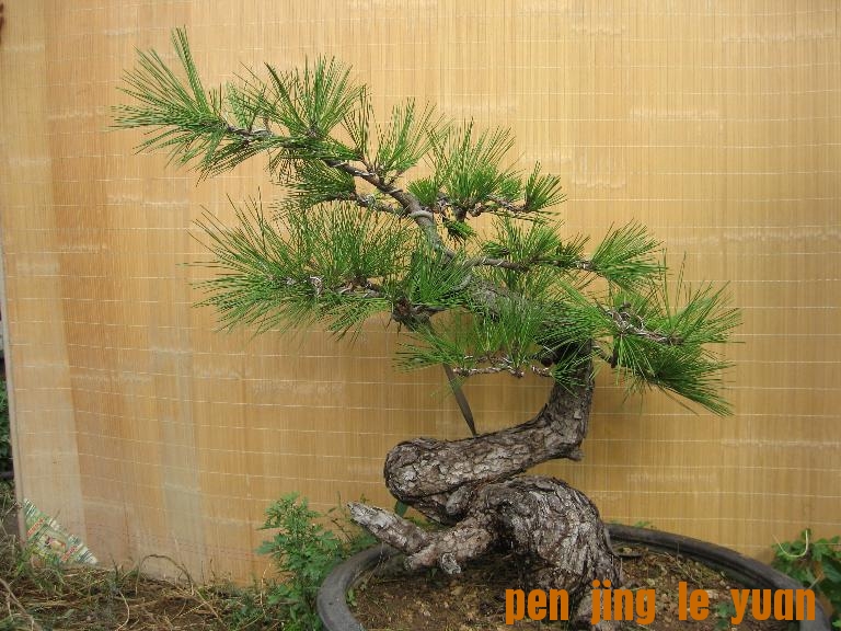 Ƭ 1041.jpg