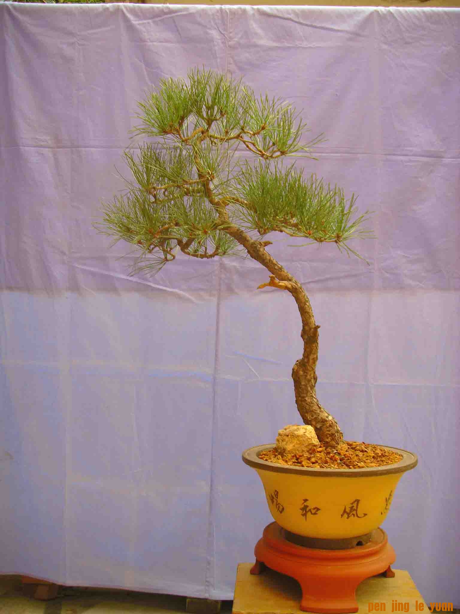 SDC12464.JPG