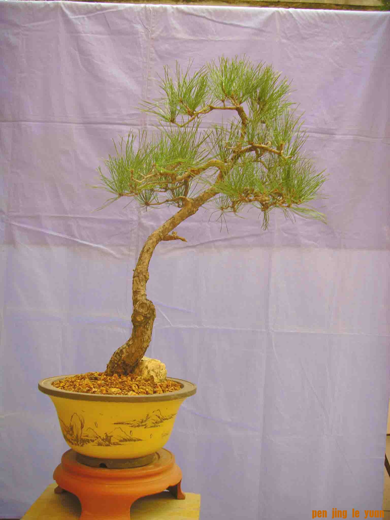 SDC12465.JPG