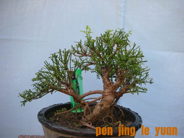 С DSCN4307.jpg
