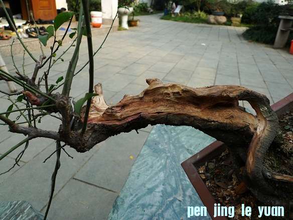 P1020109.JPG