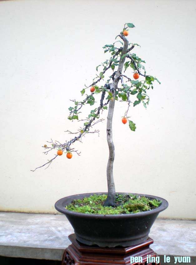 DSCN3497 .jpg
