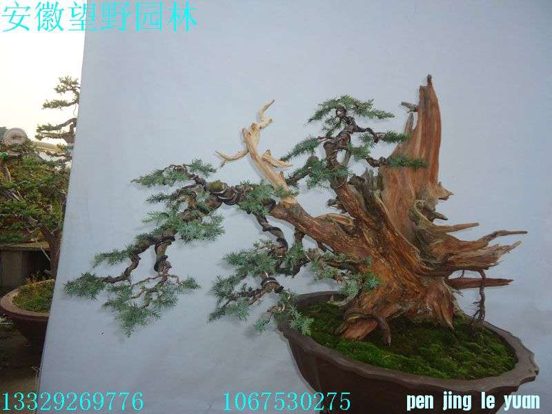 DSC02784.jpg