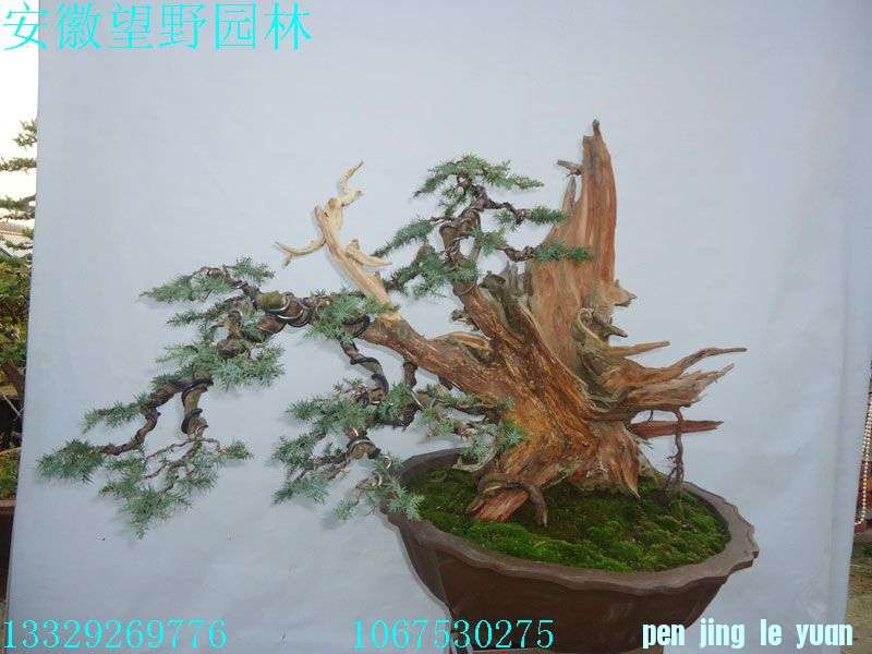 DSC02785.jpg