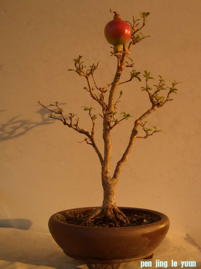 ʯ111028.JPG