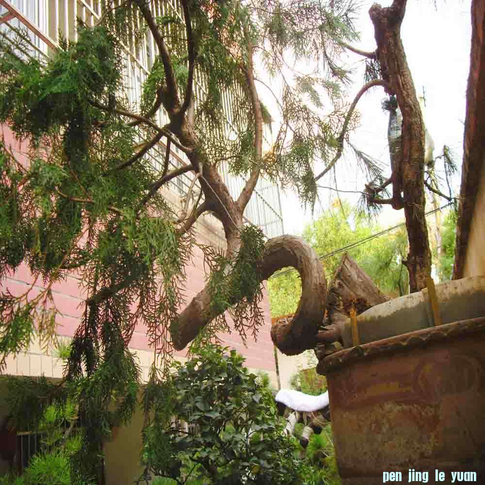 SDC12471.JPG
