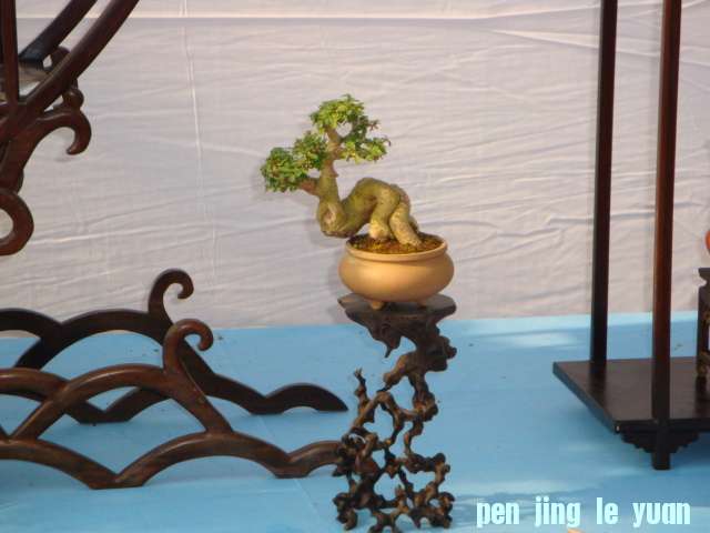DSC06677.JPG