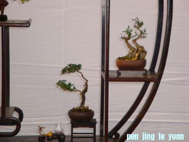 DSC06678.JPG