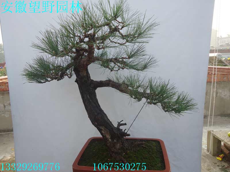 DSC02787.jpg