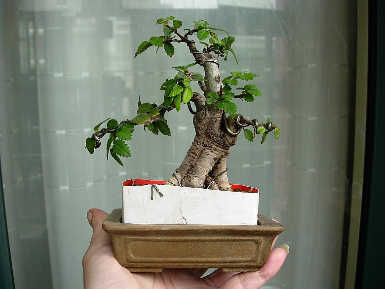 DSCN6250_conew2.jpg