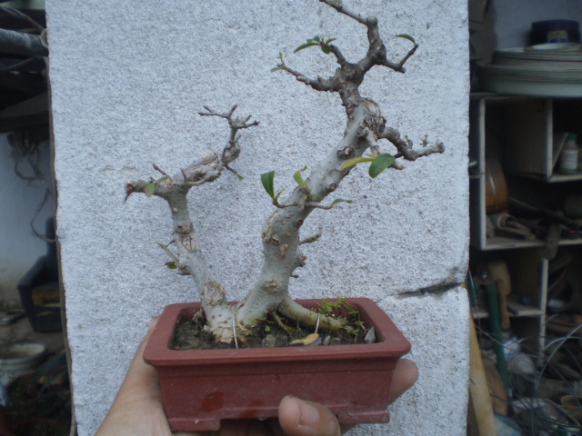 PA210479.JPG