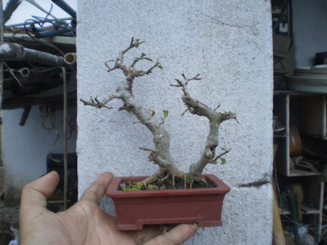 PA210477.JPG