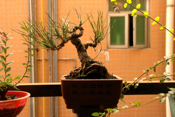 DSC_0403.JPG