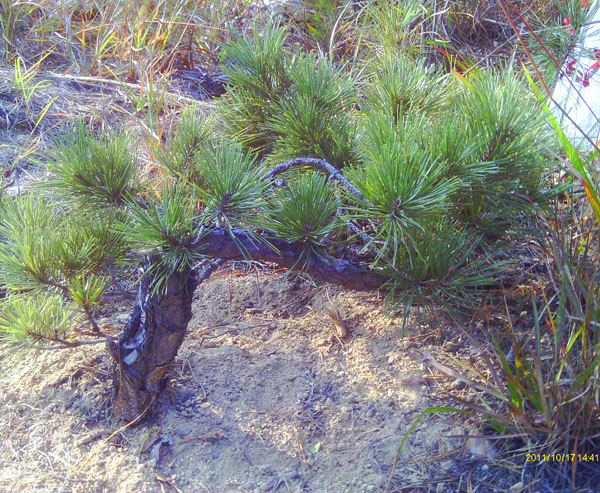 IMAG0071.JPG