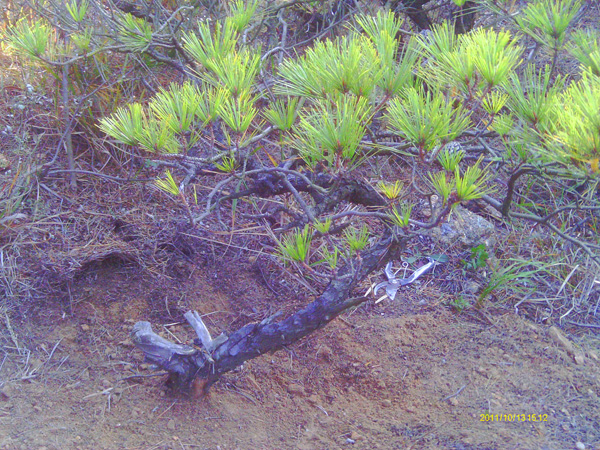 IMAG0054.JPG