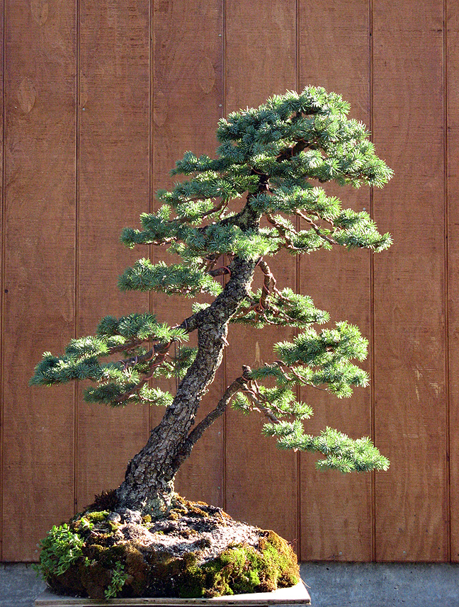 engelmannspruce21.jpg