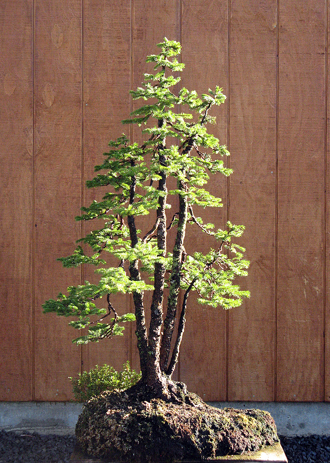 ezospruce2011.jpg