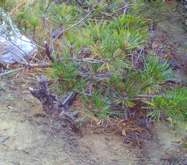 IMAG0037.JPG