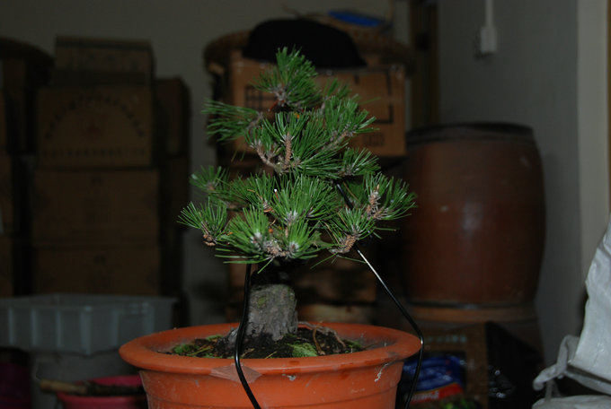 DSC_0398.JPG