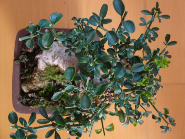 DSC06856.JPG