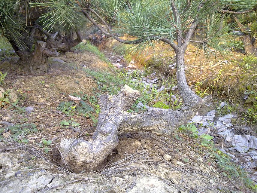 20111112031.jpg