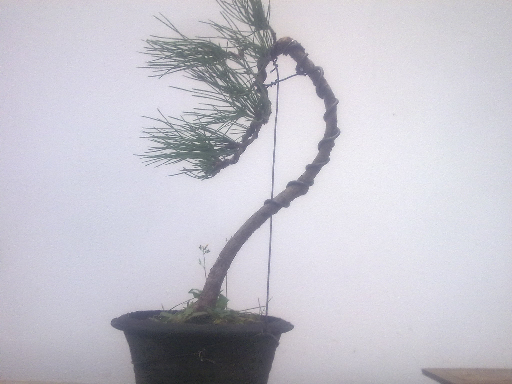20101108351.jpg