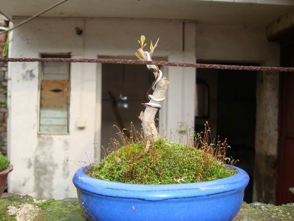 (2) DSC03594.JPG