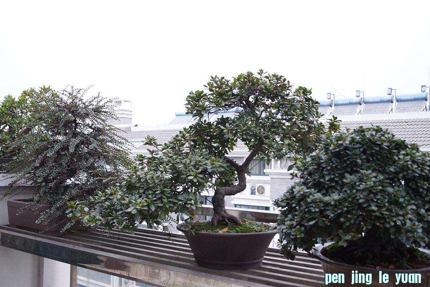 DSC00141.JPG