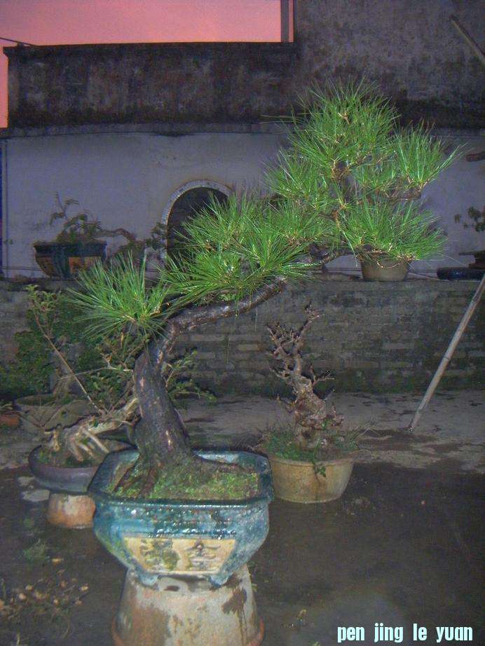 Ƭ 1233.jpg